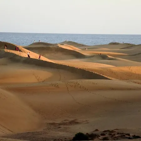 Oasis Dunaflor ماسبالوماس